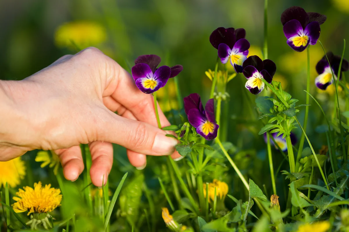 Une personne qui tient une fleur de violettes sauvages