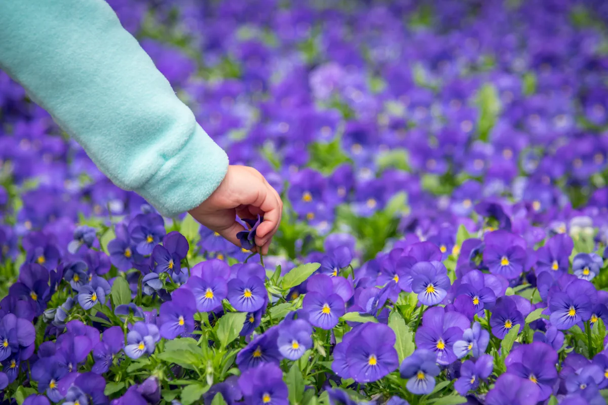 Une femme qui cueille des violettes sauvages