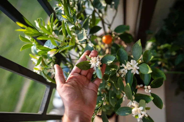 Une personne qui tient du jasmin d'intérieur qui fleurit