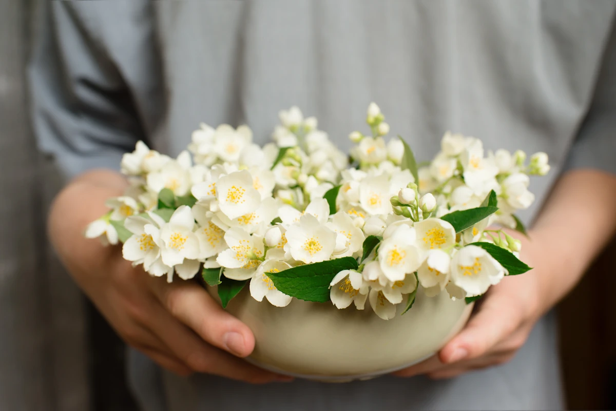 Une personne qui tient un pot de jasmin polyanthum