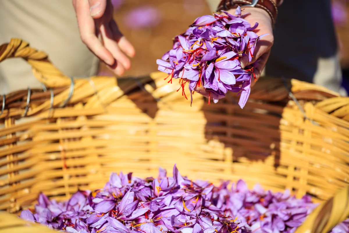Une personne qui récolte des violette odorante